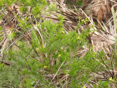 Hypericum fasciculatum, photographed by novvictan
