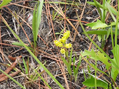 Asclepias pedicellata, photographed by novvictan