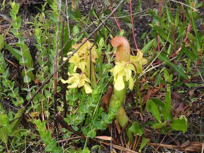Sarracenia minor, photographed by novvictan