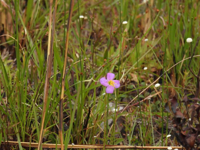 Rhexia nashii, photographed by novvictan