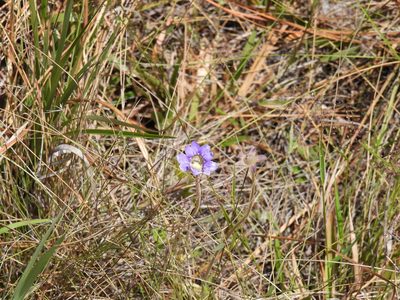 Pinguicula caerulea, photographed by novvictan