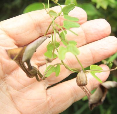 Aristolochia bonettiana, photographed by Brian Oakes Haiti Hunter