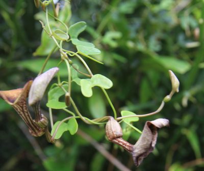 Aristolochia bonettiana, photographed by Brian Oakes Haiti Hunter