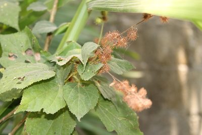 Triumfetta semitriloba, photographed by Viacheslav Shalisko