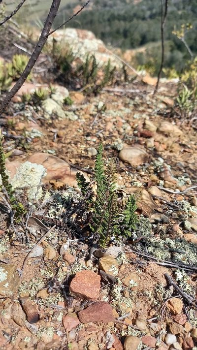 Anthonya contracta, photographed by kevin koen