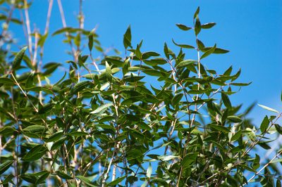 Blepharocalyx salicifolius, photographed by Facundo Chieffo