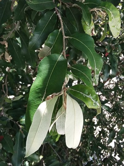Moquilea tomentosa, photographed by Carlos Alberto Rodriguez