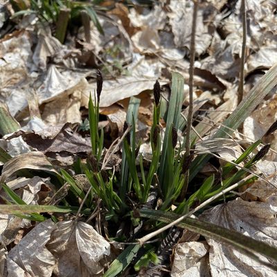 Carex careyana, photographed by zancat