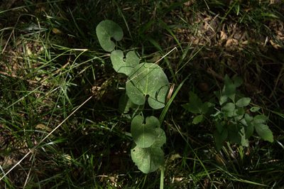Aristolochia fimbriata, photographed by Facundo Chieffo