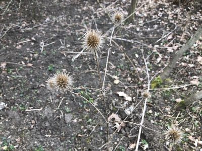 Dipsacus strigosus, photographed by Pavel Kacl
