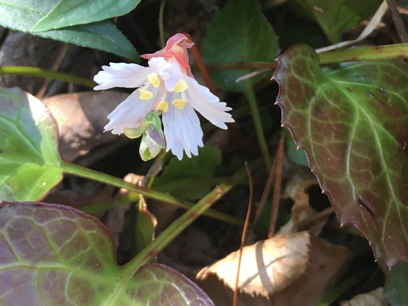 Shortia galacifolia, photographed by lejones417
