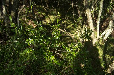 Berberis ruscifolia, photographed by Facundo Chieffo
