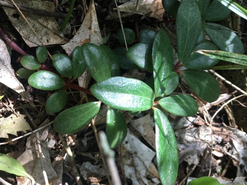 Peperomia comarapana, photographed by Facundo Chieffo