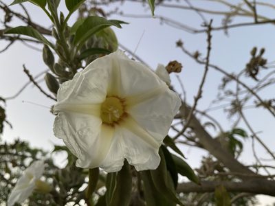 Ipomoea murucoides, photographed by Claudio Cantú Muñiz