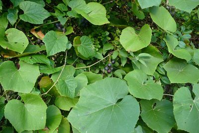 Vitis labrusca, photographed by KB DiAngelo