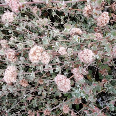 Eriogonum cinereum, photographed by Dan Horowitz