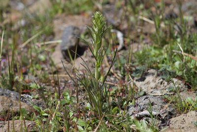 Castilleja attenuata, photographed by Arvel Hernandez