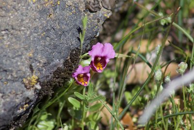 Diplacus douglasii, photographed by Arvel Hernandez
