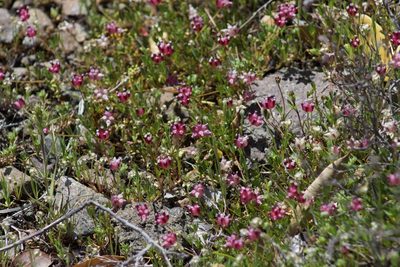 Trifolium depauperatum, photographed by Arvel Hernandez