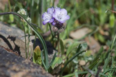 Phacelia divaricata, photographed by Arvel Hernandez