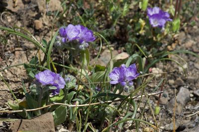 Phacelia divaricata, photographed by Arvel Hernandez