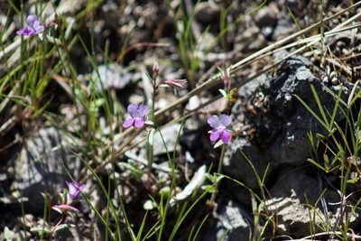 Collinsia sparsiflora, photographed by Arvel Hernandez