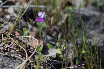 Collinsia sparsiflora, photographed by Arvel Hernandez