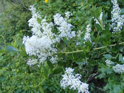 Ceanothus spinosus, photographed by George Williams