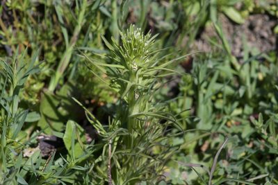 Castilleja attenuata, photographed by Arvel Hernandez