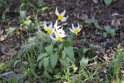 Erythronium helenae, photographed by Arvel Hernandez