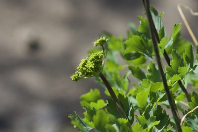 Lomatium californicum, photographed by Arvel Hernandez