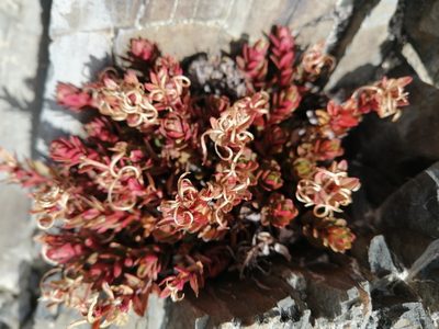 Epilobium porphyrium, photographed by darmozrac