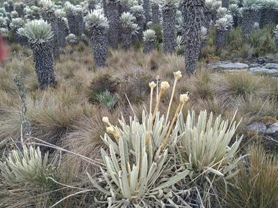 Espeletia congestiflora, photographed by Andrés Ramírez-Barrera