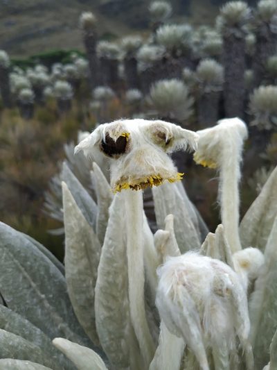 Espeletia incana, photographed by Andrés Ramírez-Barrera