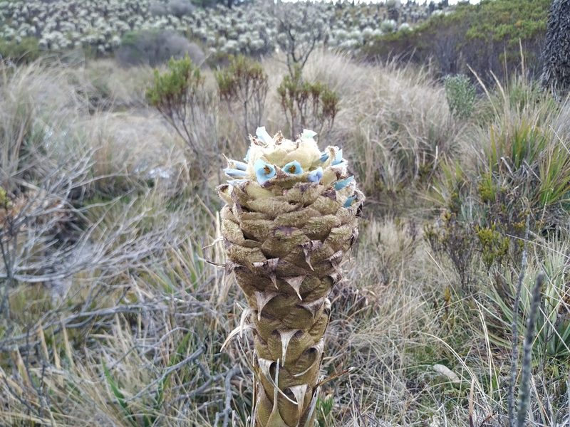 Puya boyacana, photographed by Andrés Ramírez-Barrera