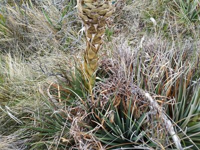 Puya boyacana, photographed by Andrés Ramírez-Barrera