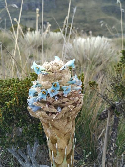 Puya boyacana, photographed by Andrés Ramírez-Barrera