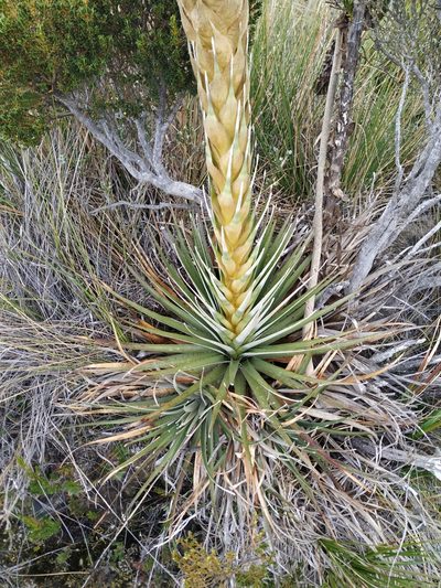 Puya boyacana, photographed by Andrés Ramírez-Barrera