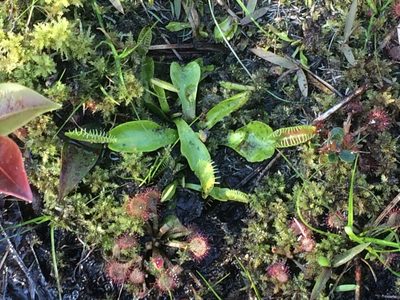 Dionaea muscipula, photographed by Morgan Freese
