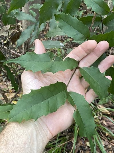 Cupaniopsis serrata, photographed by Greg Tasney