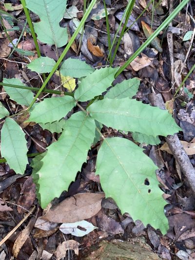 Cupaniopsis serrata, photographed by Greg Tasney