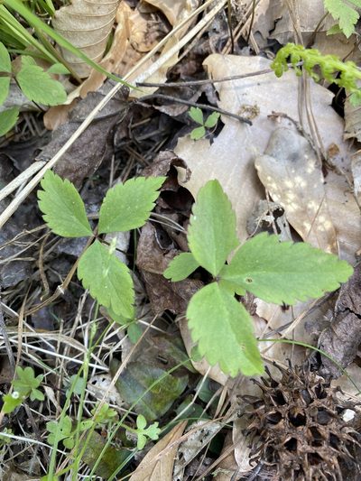 Anemonoides lancifolia, photographed by Carol Ann McCormick