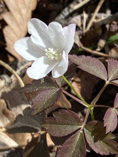 Anemonoides lancifolia, photographed by Carol Ann McCormick