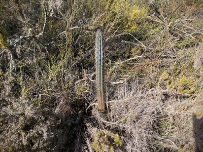 Cereus aethiops, photographed by Valentín Alfano
