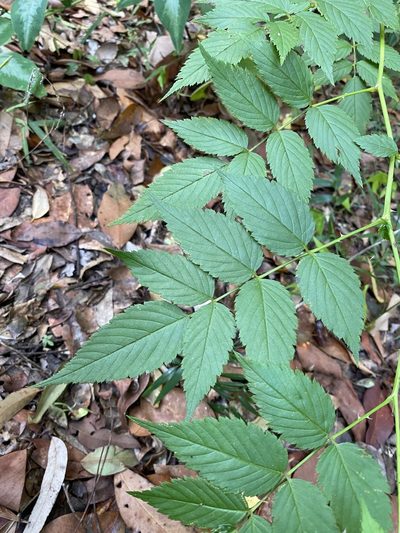 Rubus probus, photographed by Greg Tasney