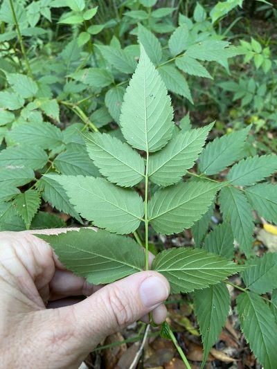 Rubus probus, photographed by Greg Tasney