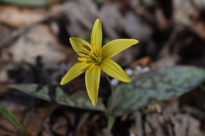 Erythronium rostratum, photographed by John Brown
