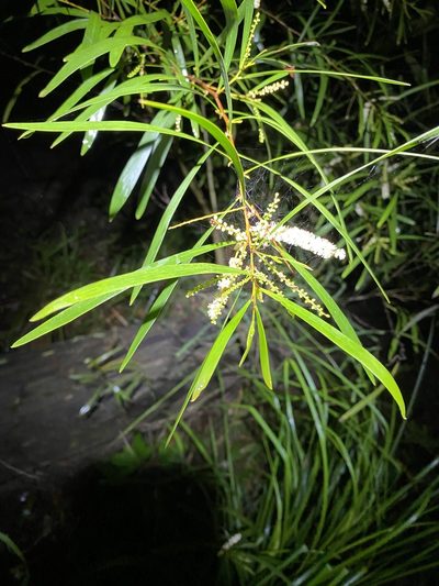 Acacia longissima, photographed by Greg Tasney
