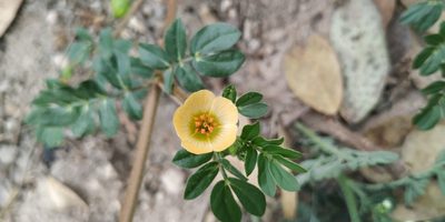Kallstroemia maxima, photographed by Tereso Hernández Morales