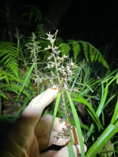 Scleria levis, photographed by Greg Tasney